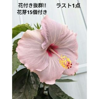 アンティークパープルの魅惑的な花色　☘　ハイビスカス　ケイト　☘　苗(その他)