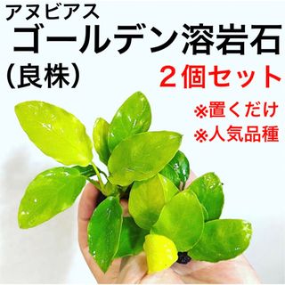 ◆アヌビアス・ゴールデン溶岩石2個  #アヌビアス溶岩石さかな屋  水草セット(アクアリウム)