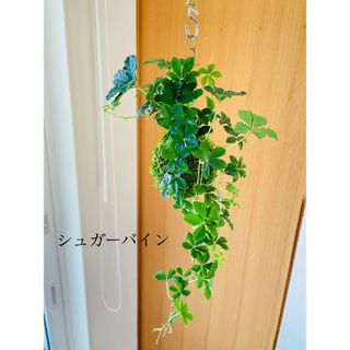 シュガーバインの苔玉　ハンギング(その他)