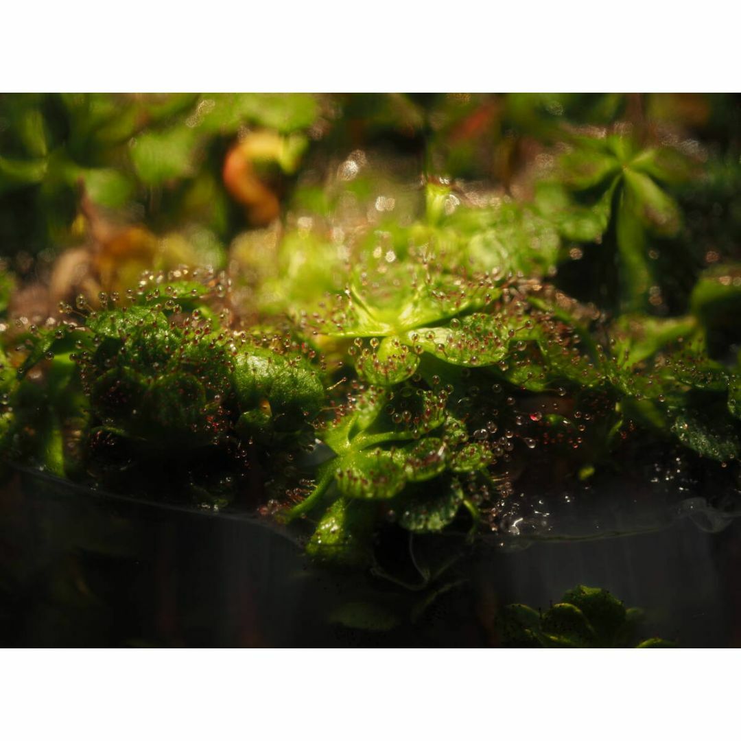 食虫植物 Drosera lowriei 無菌播種株 無菌フラスコ苗 ハンドメイドのフラワー/ガーデン(その他)の商品写真