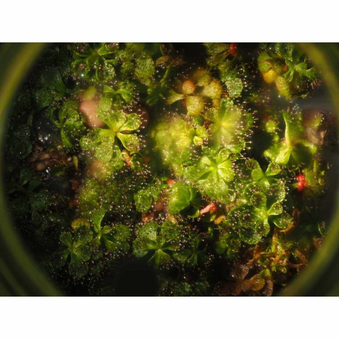 食虫植物 Drosera lowriei 無菌播種株 無菌フラスコ苗 ハンドメイドのフラワー/ガーデン(その他)の商品写真