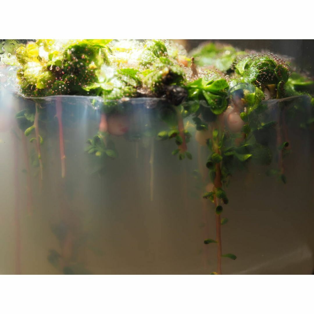 食虫植物 Drosera lowriei 無菌播種株 無菌フラスコ苗 ハンドメイドのフラワー/ガーデン(その他)の商品写真