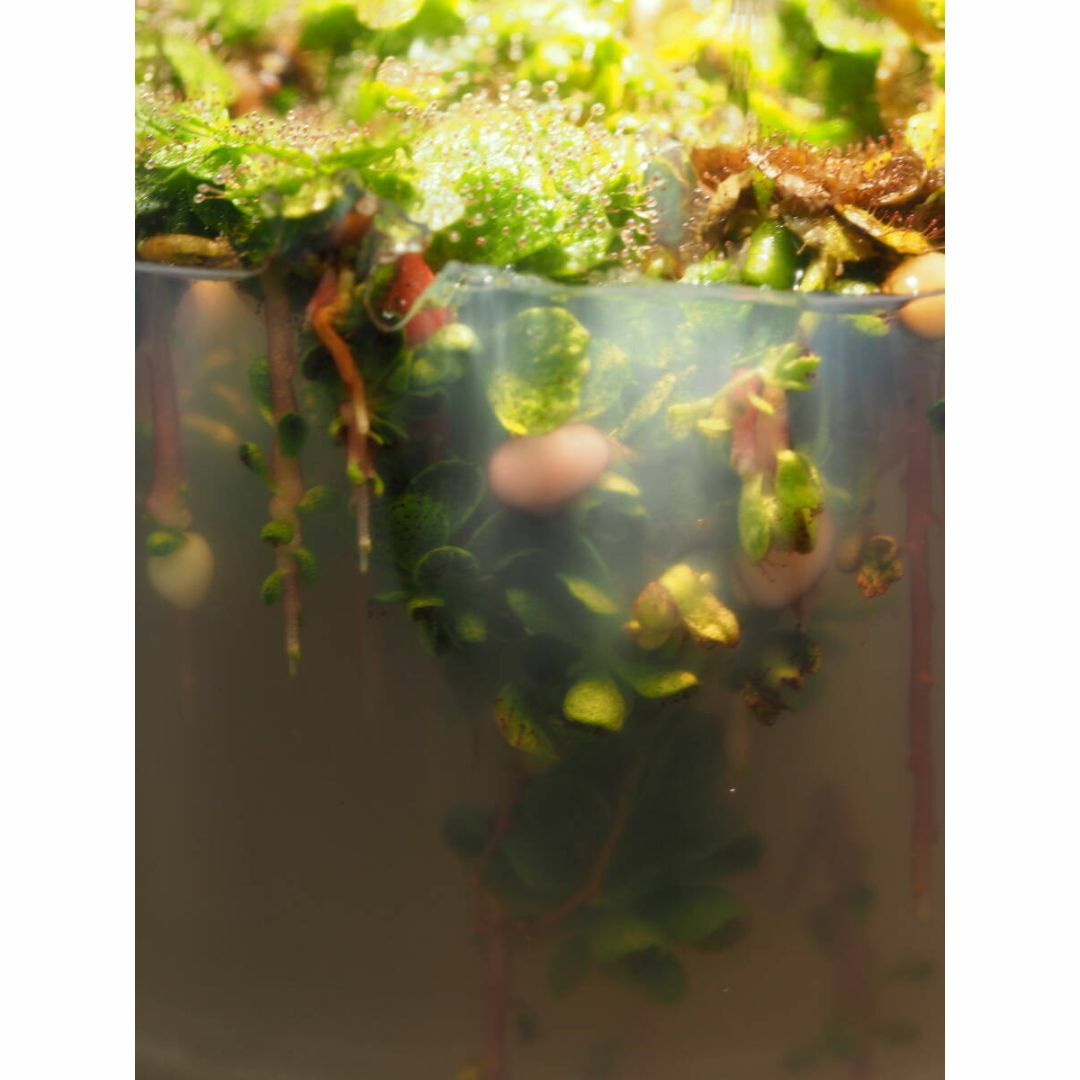 食虫植物 Drosera lowriei 無菌播種株 無菌フラスコ苗 ハンドメイドのフラワー/ガーデン(その他)の商品写真