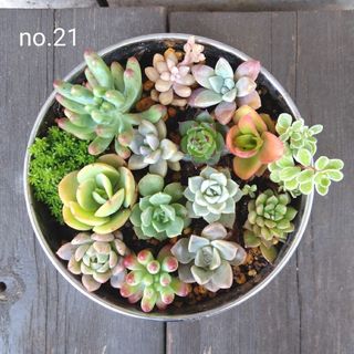 no.21多肉植物抜き苗15種セット(その他)