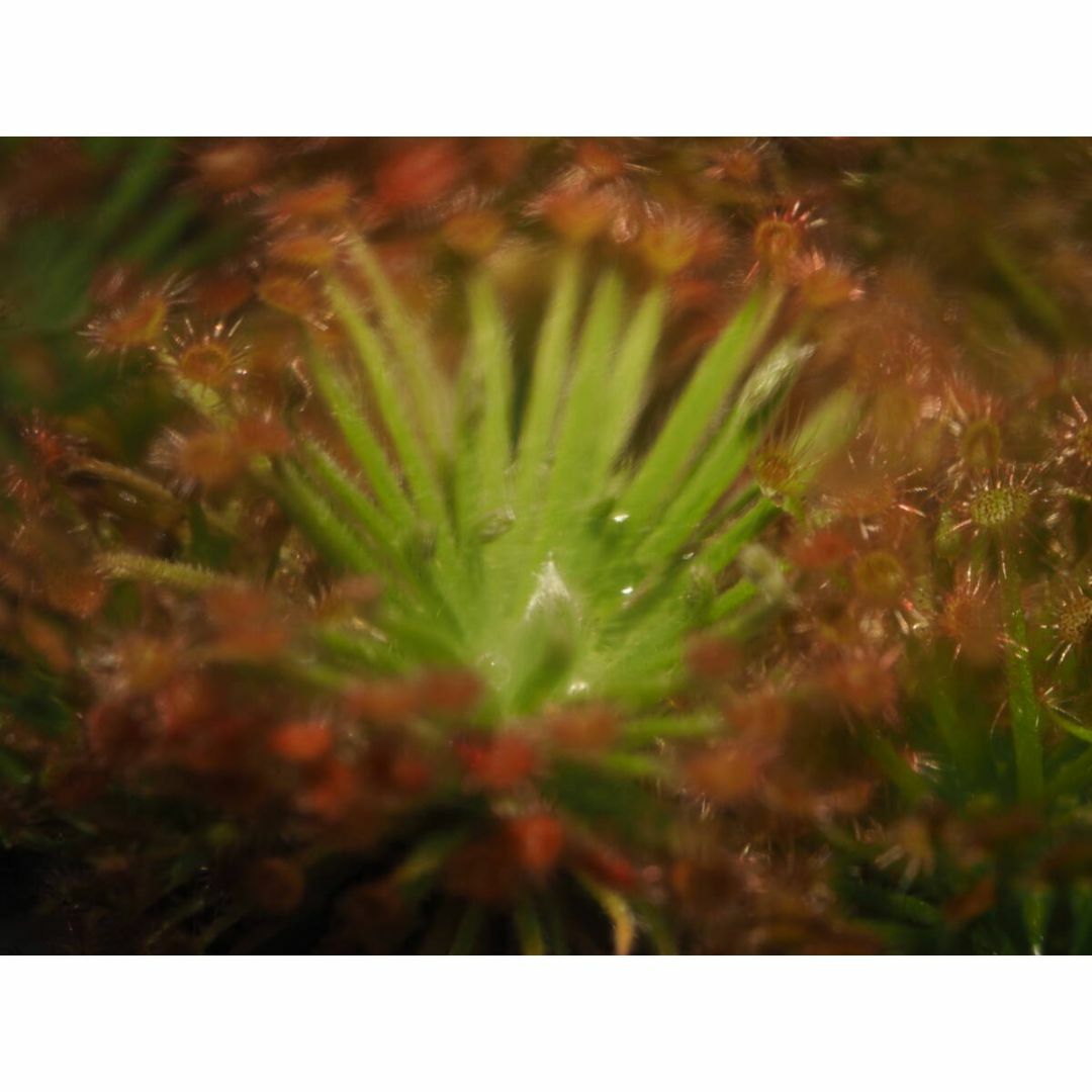 食虫植物 Drosera aff. lanata 無菌播種株 無菌フラスコ苗 ハンドメイドのフラワー/ガーデン(その他)の商品写真