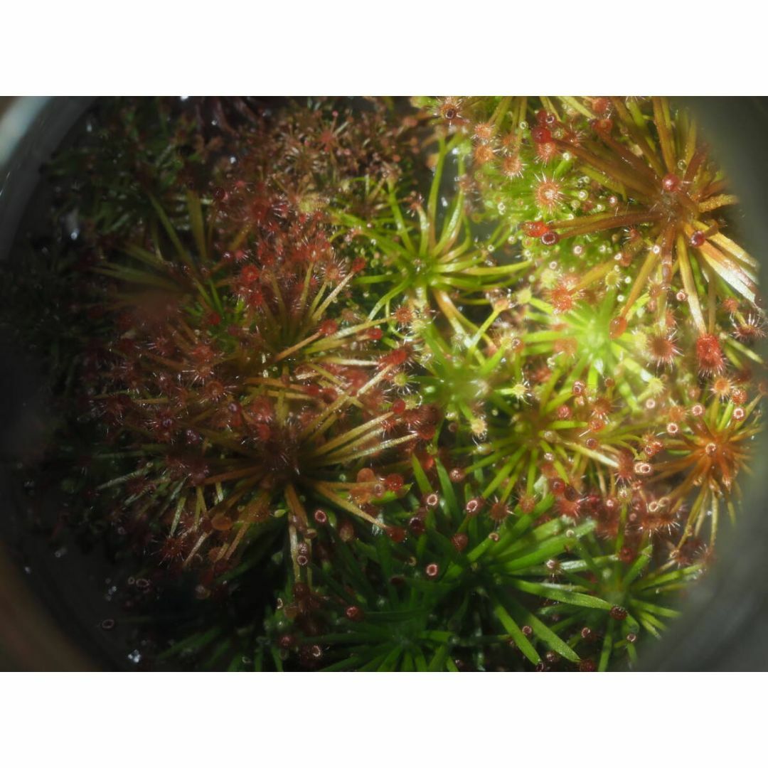 食虫植物 Drosera aff. lanata 無菌播種株 無菌フラスコ苗 ハンドメイドのフラワー/ガーデン(その他)の商品写真