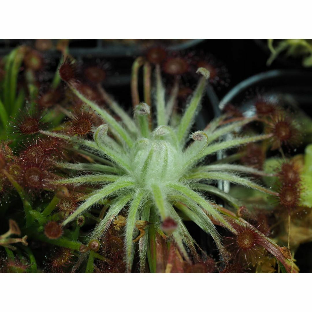 Drosera aff. lanata 1鉢 食虫植物 モウセンゴケ ドロセラ ハンドメイドのフラワー/ガーデン(その他)の商品写真