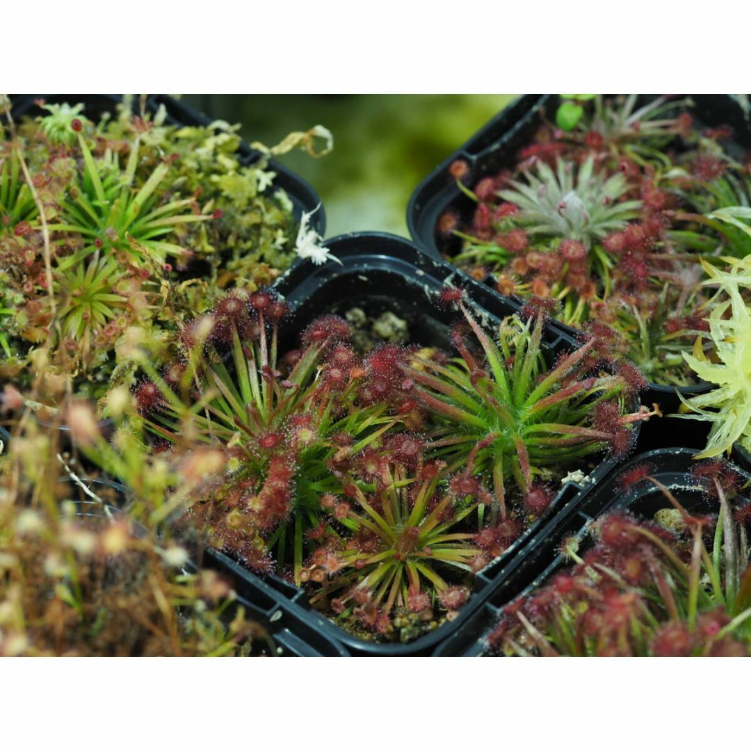 Drosera aff. lanata 1鉢 食虫植物 モウセンゴケ ドロセラ ハンドメイドのフラワー/ガーデン(その他)の商品写真