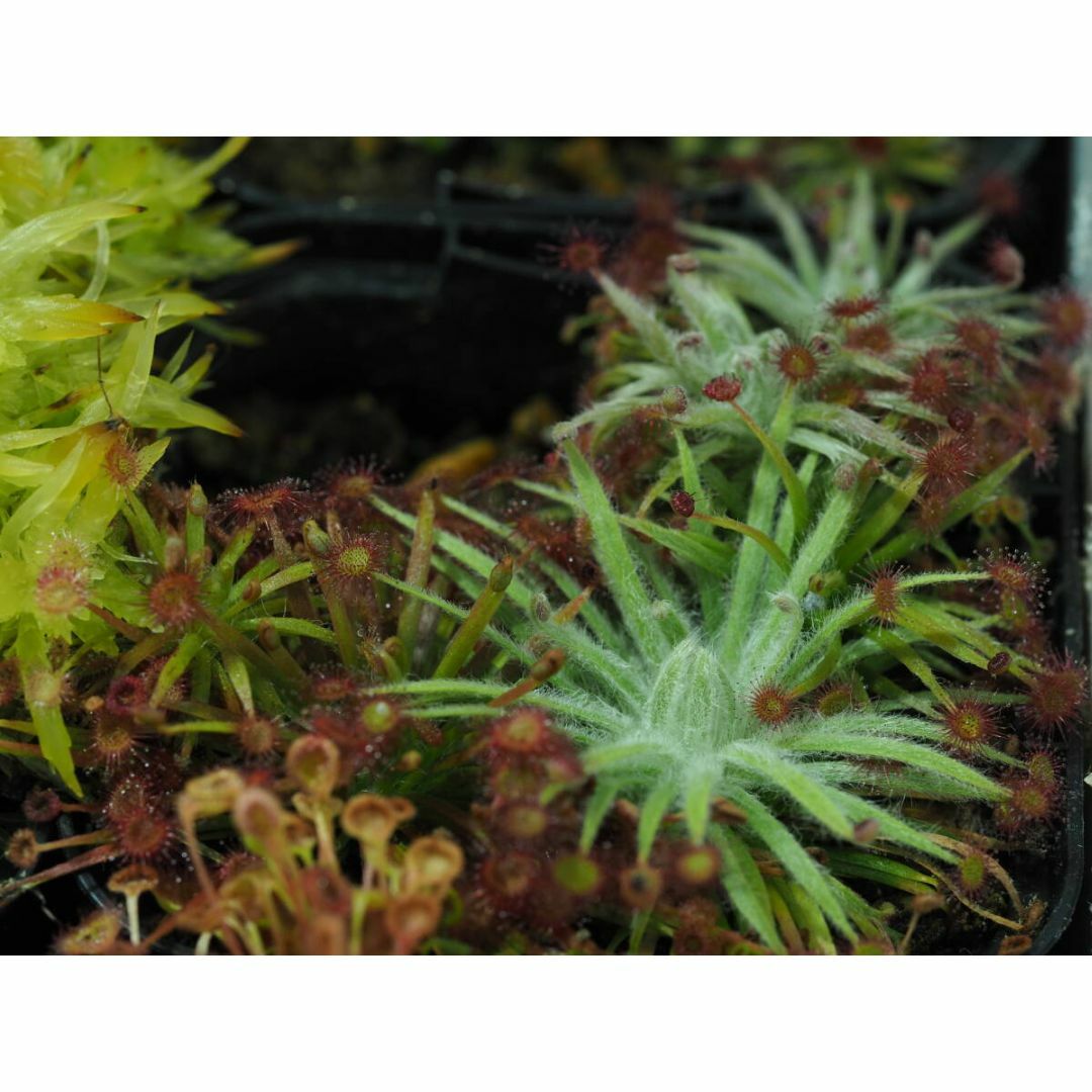 Drosera aff. lanata 1鉢 食虫植物 モウセンゴケ ドロセラ ハンドメイドのフラワー/ガーデン(その他)の商品写真