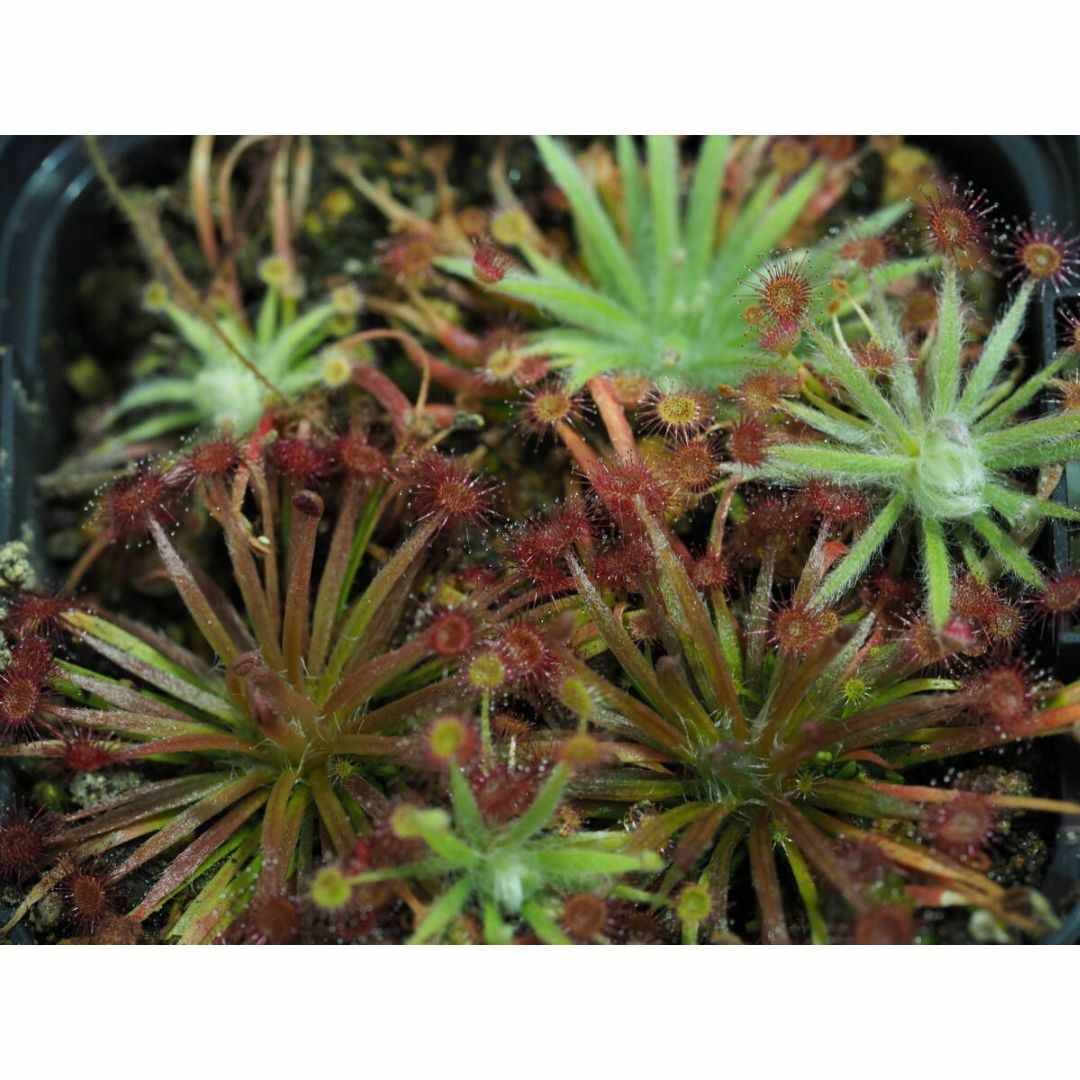 Drosera aff. lanata 1鉢 食虫植物 モウセンゴケ ドロセラ ハンドメイドのフラワー/ガーデン(その他)の商品写真