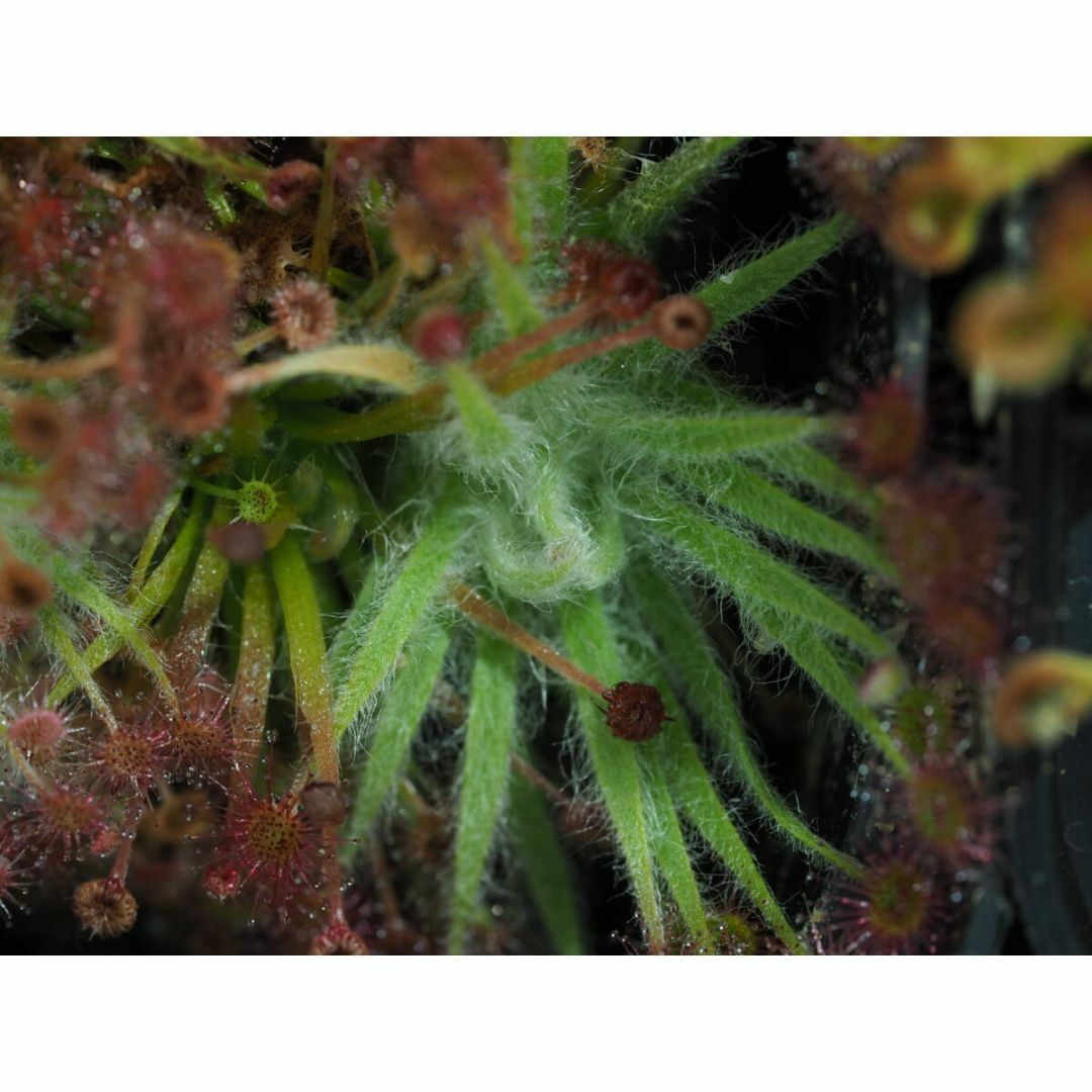 Drosera aff. lanata 1鉢 食虫植物 モウセンゴケ ドロセラ ハンドメイドのフラワー/ガーデン(その他)の商品写真