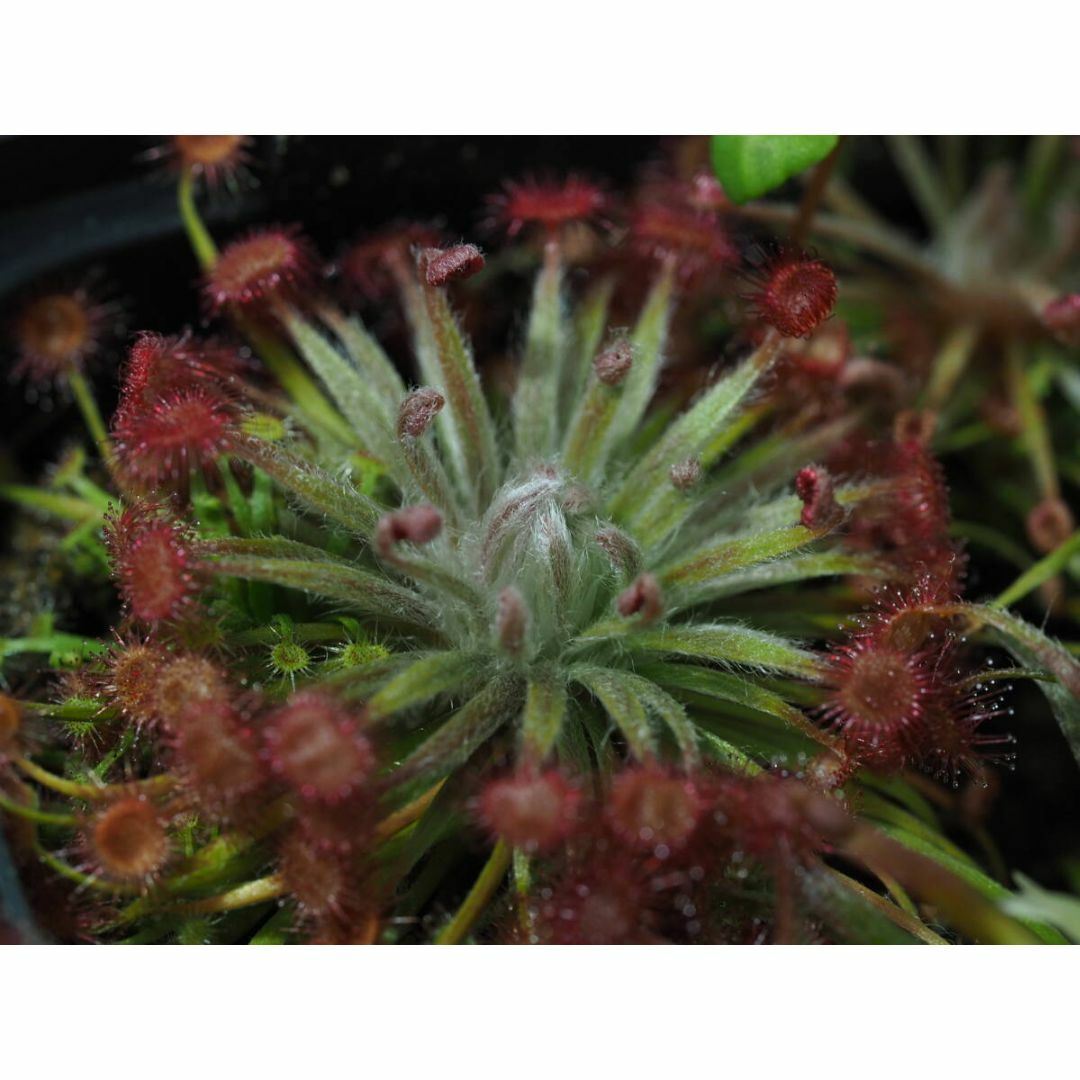 Drosera aff. lanata 1鉢 食虫植物 モウセンゴケ ドロセラ ハンドメイドのフラワー/ガーデン(その他)の商品写真
