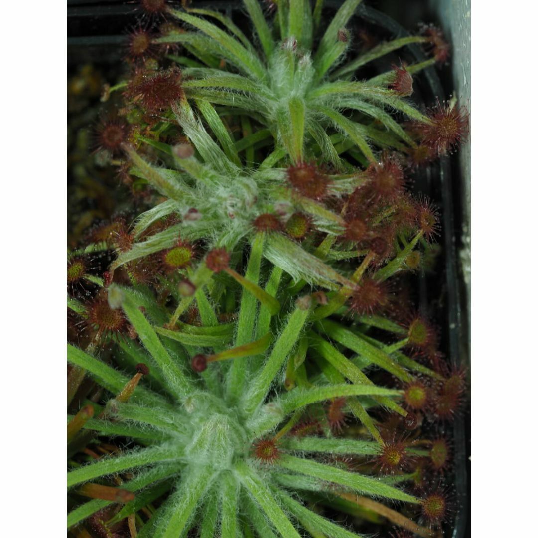 Drosera aff. lanata 1鉢 食虫植物 モウセンゴケ ドロセラ ハンドメイドのフラワー/ガーデン(その他)の商品写真