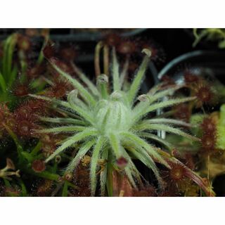 Drosera aff. lanata 1鉢 食虫植物 モウセンゴケ ドロセラ(その他)