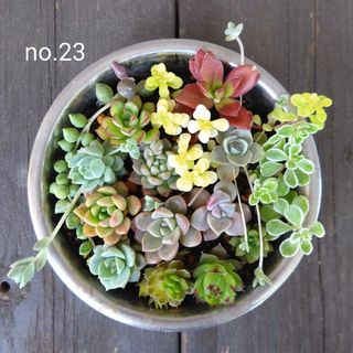 no.23多肉植物抜き苗14種セット(その他)