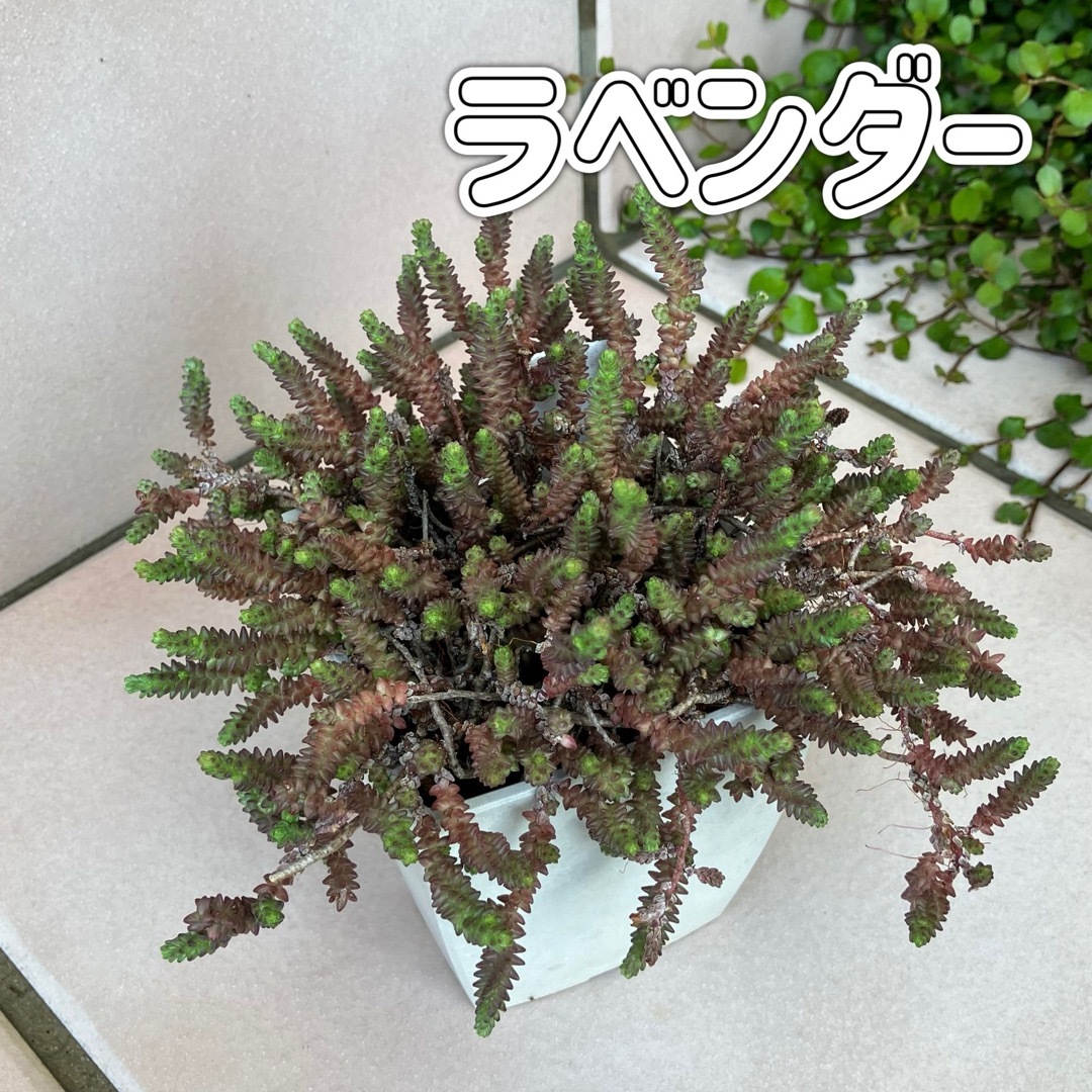 セダムカット苗セット 多肉植物 ハンドメイドのフラワー/ガーデン(その他)の商品写真