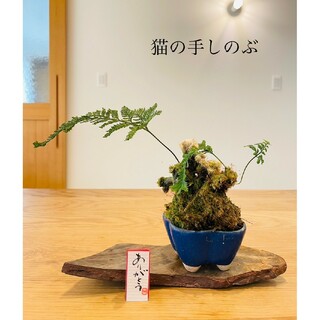 猫の手しのぶの苔盆栽　山野草(インテリア雑貨)