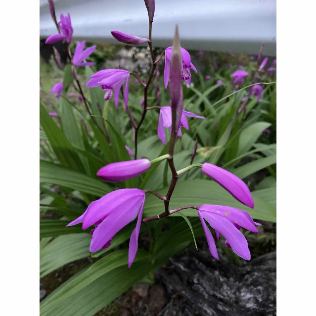 紫蘭 シラン　紫　蕾付き　抜き苗　3苗 ハンドメイドのフラワー/ガーデン(プランター)の商品写真