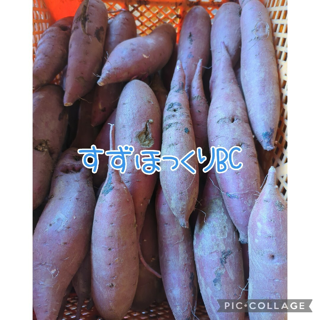 すずほっくりBC10kg 食品/飲料/酒の食品(野菜)の商品写真