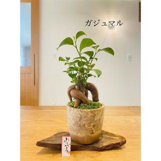 ガジュマルの苔盆栽　ホソバオキナゴケ(その他)