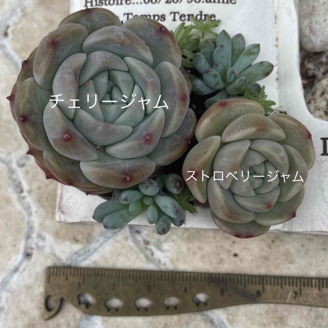 【母の日sale】ジャムシリーズ  多肉植物 韓国苗 抜き苗 ハンドメイドのフラワー/ガーデン(その他)の商品写真