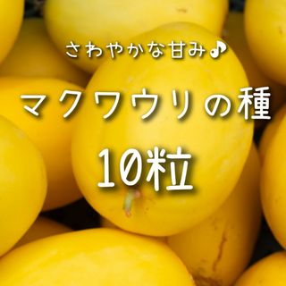 【マクワウリのタネ】10粒 種子 種 まくわうり 瓜 家庭菜園 夏野菜 甜瓜(その他)