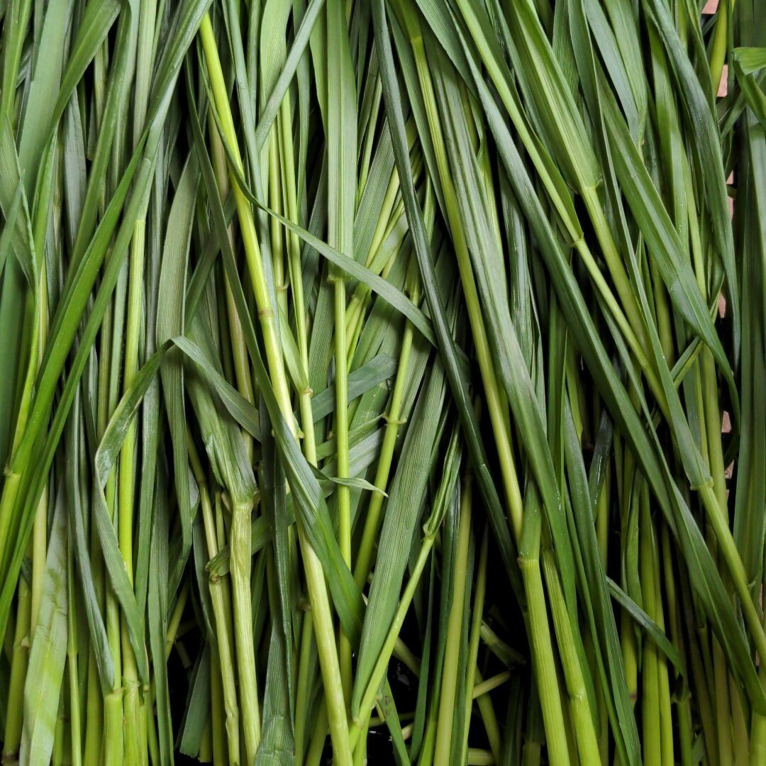 モルモットの餌　生牧草　100グラム その他のペット用品(小動物)の商品写真