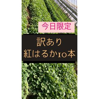 紅はるか10本  さつまいも苗(その他)