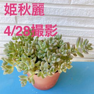 ■多肉植物■姫秋麗　抜き苗(その他)