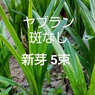 斑なしヤブラン 新芽  抜き苗 ５束  早くお届けします(その他)