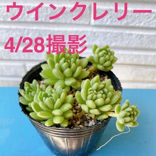 ■多肉植物■ウインクレリー　抜き苗(その他)