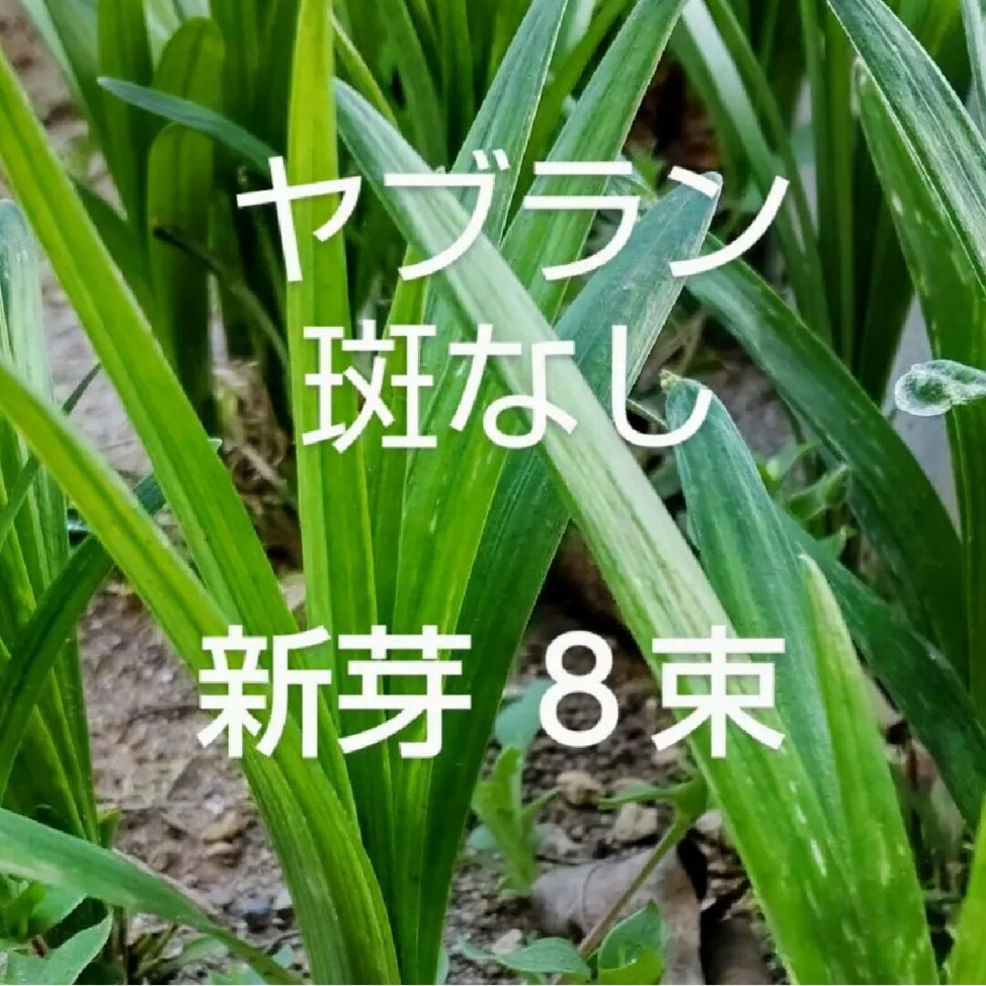 斑なしヤブラン 新芽  抜き苗 ８束  早くお届けします ハンドメイドのフラワー/ガーデン(その他)の商品写真