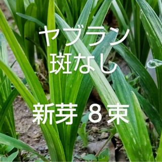 斑なしヤブラン 新芽  抜き苗 ８束  早くお届けします(その他)