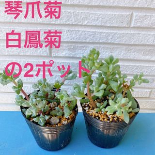 多肉植物■琴爪菊と白鳳菊のセット　抜き苗(その他)