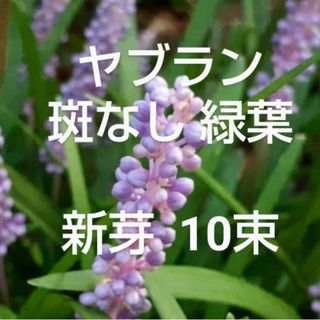 斑なしヤブラン 新芽  抜き苗 10束  早くお届けします(その他)