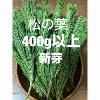 秋田県産松の葉400g以上新芽(その他)