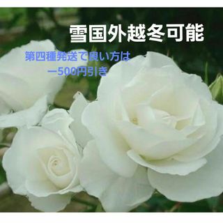 薔薇苗(その他)