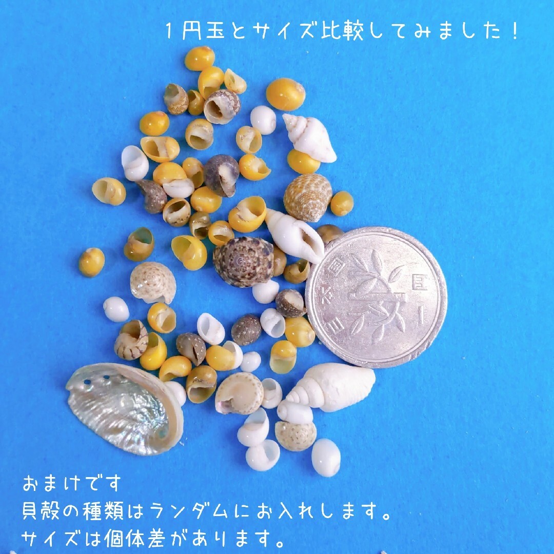 小さい貝殻　シェルパーツ　レジン封入　素材　海　海レジン　デコ　アロマサシェ ハンドメイドの素材/材料(各種パーツ)の商品写真