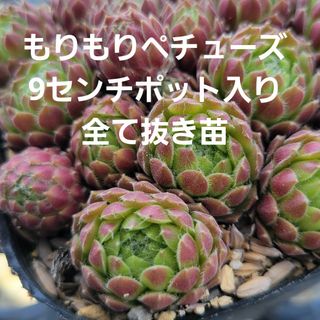 多肉植物　センペルビウム　もりもり❤️ペチューズ　9㎝ポット入り全て抜き苗発送(その他)