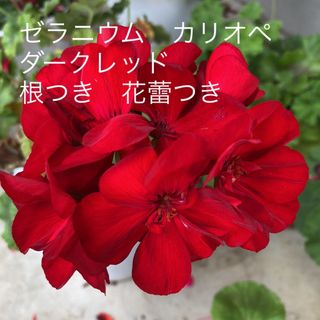 ゼラニウム　カリオペ　ダークレッド　根つき　花蕾つき(その他)