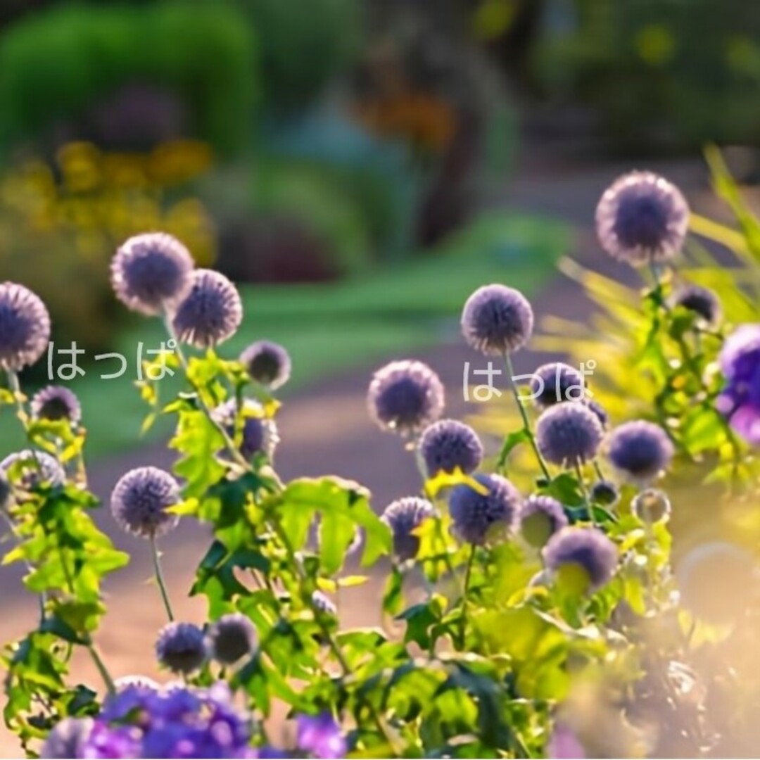 花の種 ルリタマアザミ 12粒 多年草 ハンドメイドのフラワー/ガーデン(その他)の商品写真
