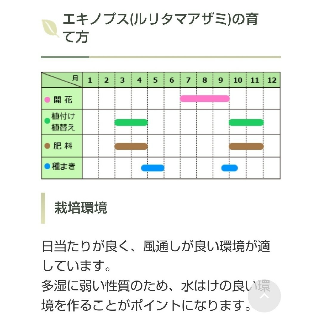 花の種 ルリタマアザミ 12粒 多年草 ハンドメイドのフラワー/ガーデン(その他)の商品写真