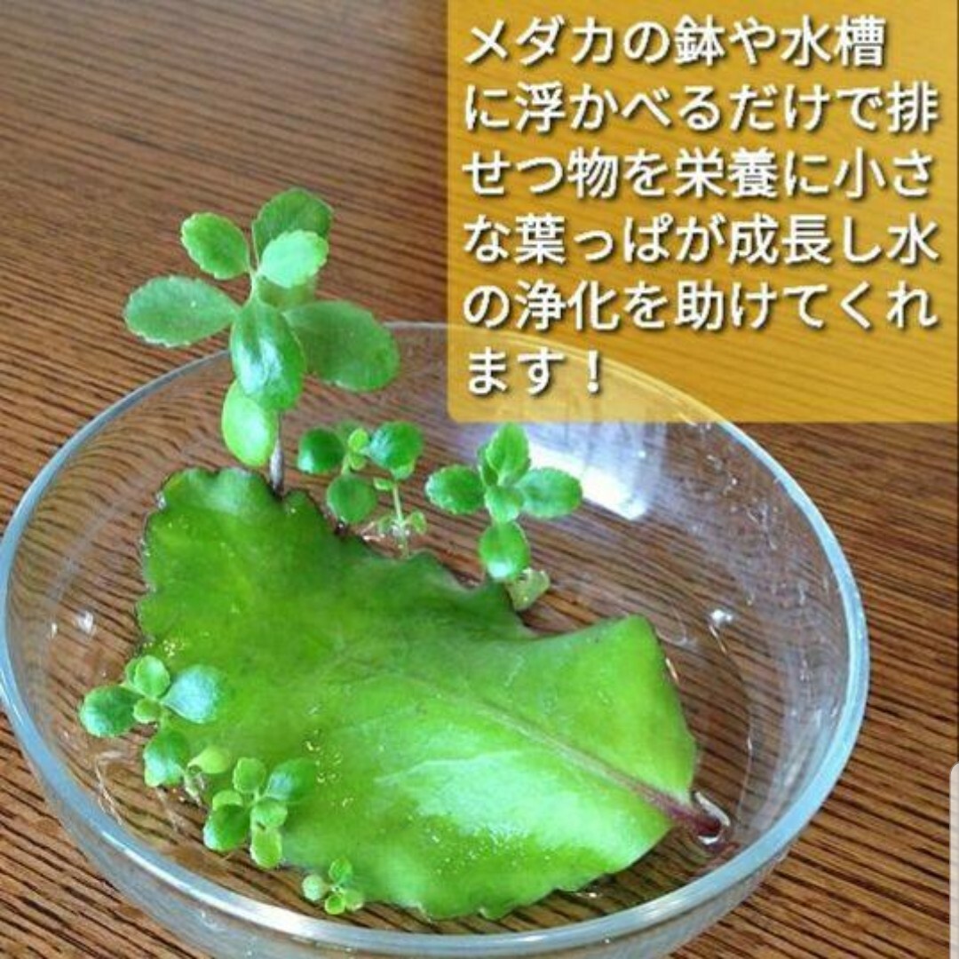 【メダカの葉っぱ】グッドラックリーフ その他のペット用品(アクアリウム)の商品写真