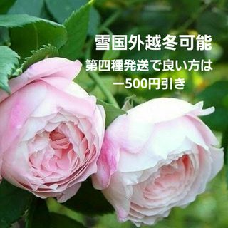 薔薇苗