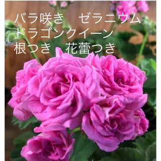 バラ咲き　ゼラニウム　ドラゴンクイーン　根つき　花蕾つき(その他)