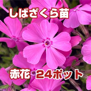 芝桜苗【赤】24コ(その他)