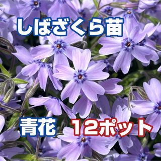 芝桜苗【青】12コ(その他)