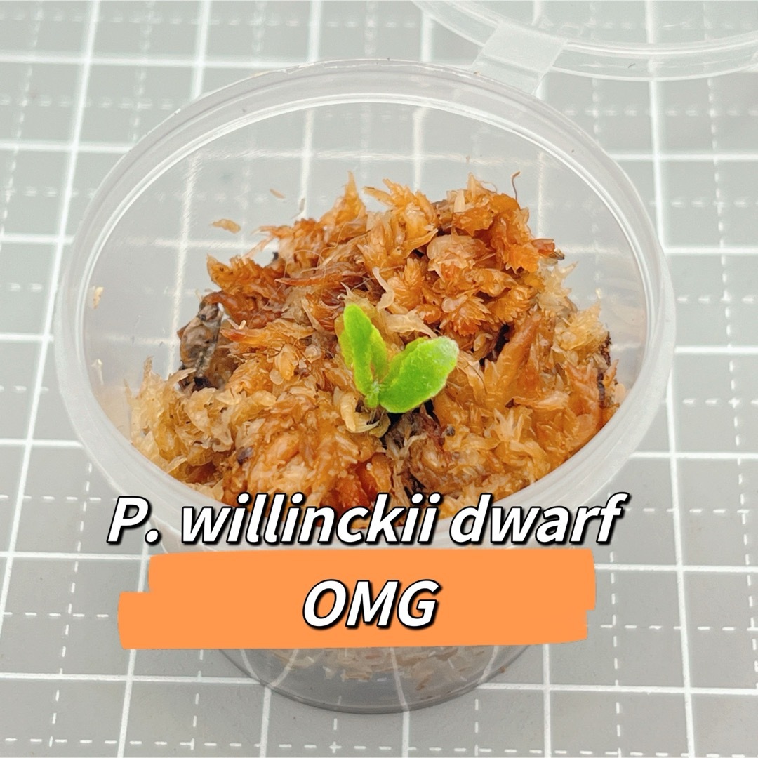 ビカクシダ P.willinckii dwarf 'OMG' 胞子培養株 ハンドメイドのフラワー/ガーデン(その他)の商品写真