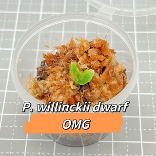 ビカクシダ P.willinckii dwarf 'OMG' 胞子培養株(その他)