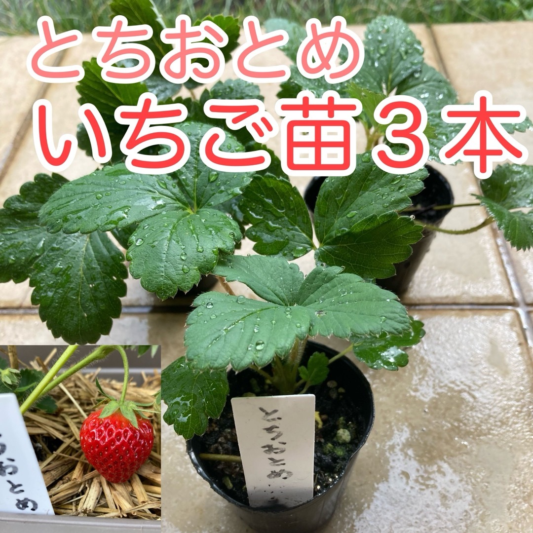 ★ いちご（とちおとめ）苗３本★ 【匿名発送ゆうパケット便】 食品/飲料/酒の食品/飲料/酒 その他(その他)の商品写真